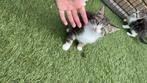 kittens, Dieren en Toebehoren, Katten en Kittens | Overige Katten, Meerdere dieren, 0 tot 2 jaar