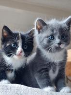 Nestje half noorse boskat kittens, Poes, Ontwormd