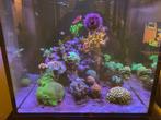 Red sea reefer 200XL, Dieren en Toebehoren, Vissen | Aquaria en Toebehoren, Ophalen, Gebruikt, Leeg aquarium