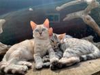 Bengaal Snow/Silver kittens beschikbaar €750 met  stamboom, Dieren en Toebehoren, Katten en Kittens | Raskatten | Korthaar, Kater