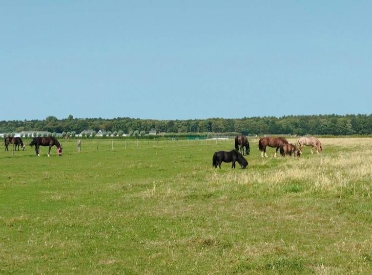 Stal vrij op doe het zelf stal, Dieren en Toebehoren, Stalling en Weidegang, Stalling