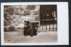 Jonge bruine beren in Zoologischer Garten Frankfurt a.M 1925, Verzamelen, Ansichtkaarten | Dieren, Verzenden, 1920 tot 1940, Gelopen