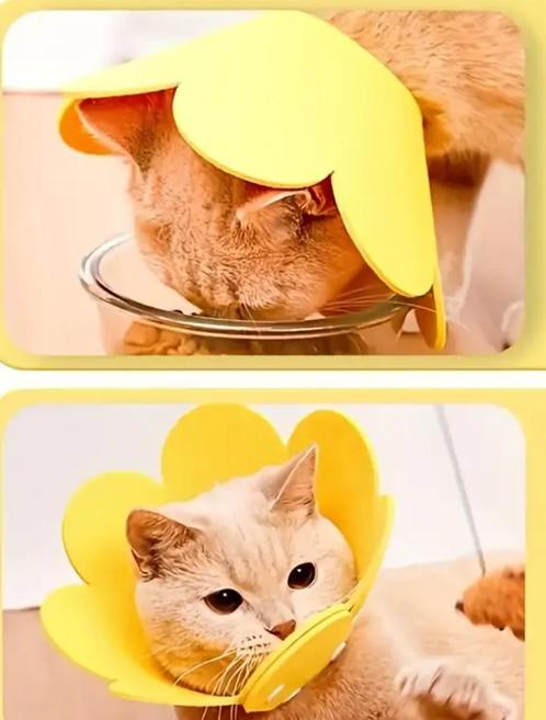 Beschermkraag Kraag Kat Hond dierenkraag Kattenkraag kap, Dieren en Toebehoren, Katten-accessoires, Nieuw, Ophalen of Verzenden