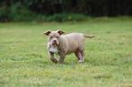 American bully pups teefjes, Dieren en Toebehoren, Honden | Bulldogs, Pinschers en Molossers, Overige rassen, CDV (hondenziekte)