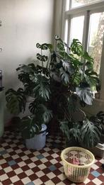 Mega grote Monstera, Ophalen