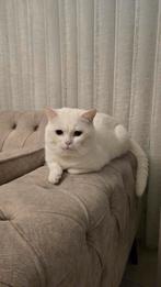 Witte Britse korthaar kater zoekt nieuwe thuis!, Dieren en Toebehoren, Kater