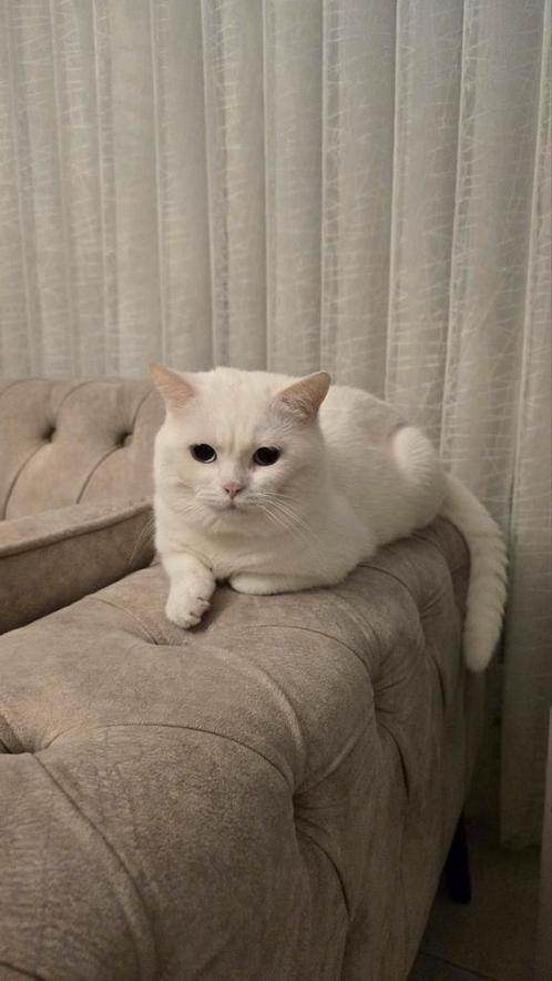 Witte Britse korthaar kater zoekt nieuwe thuis!, Dieren en Toebehoren, Katten en Kittens | Raskatten | Korthaar, Kater