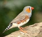 Diamantduifjes koppel / zebravink/ kwartels, Dieren en Toebehoren, Meerdere dieren