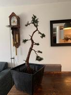 Bonsai Hinoki cypress Chamaecyparis obtusa nana gracilis, Minder dan 100 cm, Overige soorten, Ophalen of Verzenden