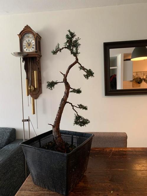 Bonsai Hinoki cypress Chamaecyparis obtusa nana gracilis, Tuin en Terras, Planten | Bomen, Overige soorten, Minder dan 100 cm