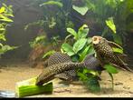 Zeilvin pleco 15 cm, Dieren en Toebehoren, Vissen | Aquariumvissen, Vis