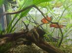Jonge oranje Platy aquarium vissen, Dieren en Toebehoren, Vis, Zoetwatervis, Schoolvis