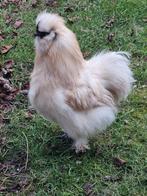 Gratis zijdehoen hanen, Dieren en Toebehoren, Pluimvee, Mannelijk, Kip