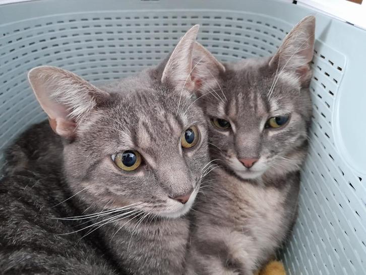 2 katten, Dieren en Toebehoren, Katten en Kittens | Overige Katten, Kortharig, Poes, 3 tot 5 jaar