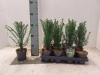 taxus baccata 20-30 cm, Ophalen of Verzenden, Taxus, Haag, Minder dan 100 cm