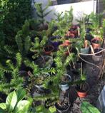 Apenbomen / Araucaria Araucana (Slangenden, Apenverdriet, en, Bloeit niet, Halfschaduw, Minder dan 100 cm, Overige soorten