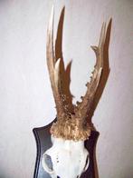 gewei ree gewei, Ophalen of Verzenden, Gebruikt, Hert, Gewei of Kop