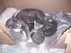 Halve maincoon kittens lang haar, Dieren en Toebehoren, Katten en Kittens | Raskatten | Langhaar, Ontwormd, 0 tot 2 jaar, Kater
