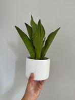 Sanseveria plant, Huis en Inrichting, Kamerplanten, Ophalen, Volledige schaduw, Overige soorten, Minder dan 100 cm