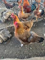 Te koop welsumer hennen, Dieren en Toebehoren, Pluimvee, Vrouwelijk, Kip