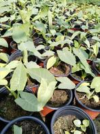 Surinaamse Tajerblad plant 2,50 per pot., Tuin en Terras, Planten | Tuinplanten, Ophalen of Verzenden