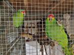 Amazone papegaai te ruil of te koop, Dieren en Toebehoren, Meerdere dieren, Papegaai, Geringd