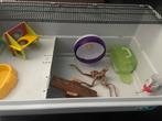 Groote hamsterkooi, Dieren en Toebehoren, Knaagdieren en Konijnen | Hokken en Kooien, Kooi, Minder dan 75 cm, Zo goed als nieuw