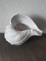 Schelp, Ophalen of Verzenden, Nieuw, Rond, Overige materialen