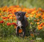 Prachtige RetroMops Puppy's, Pups, Dieren en Toebehoren, Honden | Chihuahua's en Gezelschapshonden, Overige rassen, CDV (hondenziekte)