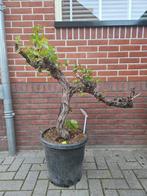 Vitis Vinifera, druivenboom op prachtige oude stam, Tuin en Terras, Planten | Bomen, In pot, Overige soorten, Ophalen