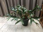 Kamerplanten, Ophalen, Overige soorten, Halfschaduw, In pot