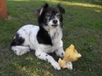 ACE: Cerise is een fitte energieke senior, in opv in NL, 6 jaar of ouder, Particulier, Rabiës (hondsdolheid), Buitenland