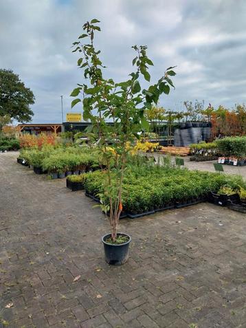 Prunus Amanogawa Zuilkers  beschikbaar voor biedingen