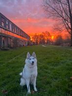 Siberische Husky, Dieren en Toebehoren, Rabiës (hondsdolheid), 15 weken tot 1 jaar, Overige rassen, Teef