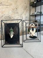 2 Prachtige Steampunk Art Taxidermie Schedels Opgezet Insect, Ophalen of Verzenden, Nieuw, Overige soorten, Schedel