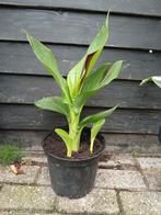 Canna Cleopatra, Ophalen, Zomer, Overige soorten, Volle zon