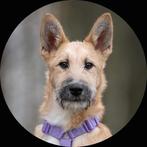 Mooie, slimme jongen zoekt huis., Dieren en Toebehoren, Honden | Niet-rashonden, Particulier, Rabiës (hondsdolheid), 15 weken tot 1 jaar