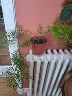 Asparagus, Huis en Inrichting, Kamerplanten, Ophalen, Overige soorten, Minder dan 100 cm