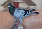 DOFFER (2024), Dieren en Toebehoren, Vogels | Duiven, Mannelijk, Postduif