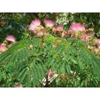 Albizia Julibrissin - Perzische Slaapboom g44877, Tuin en Terras, Planten | Tuinplanten, Ophalen of Verzenden