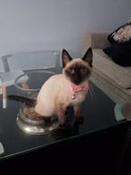 Siamees kitten 5 maanden vrouwtje, Dieren en Toebehoren, Poes, Gechipt