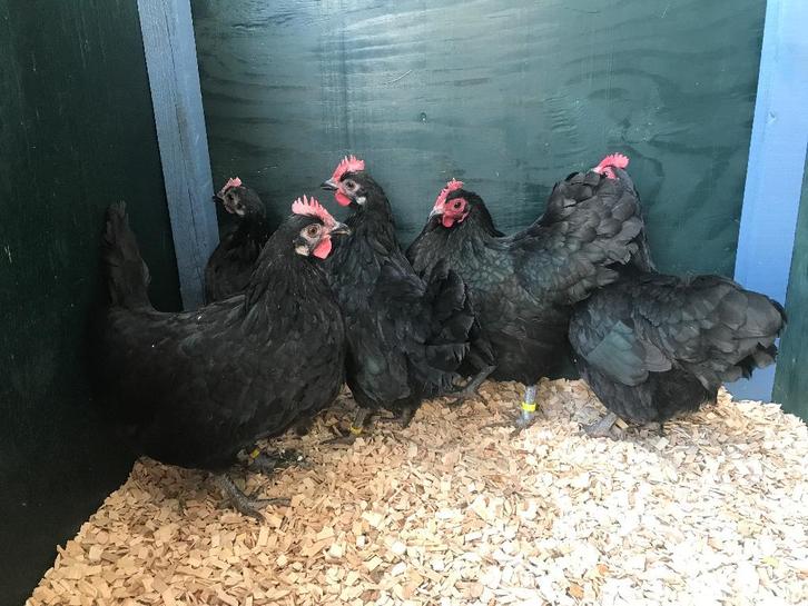 Jonge tamme Australorp krielkippen gesekst en ingeënt, Dieren en Toebehoren, Pluimvee, Kip, Vrouwelijk