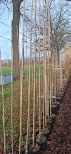 Amelanchier lamarckii, krentenboom, Tuin en Terras, Ophalen, Volle zon, Overige soorten