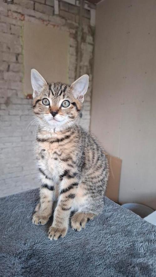 Leuke en vrolijke kitten (kater), Dieren en Toebehoren, Katten en Kittens | Overige Katten, Kortharig, Kater, 0 tot 2 jaar