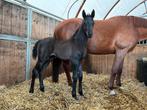 Merrie veulen, Dieren en Toebehoren, Paarden, Merrie, Dressuurpaard, 0 tot 2 jaar