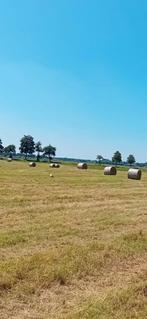 Te koop: hooi in ronde balen, Dieren en Toebehoren, Dierenvoeding, Ophalen, Vee