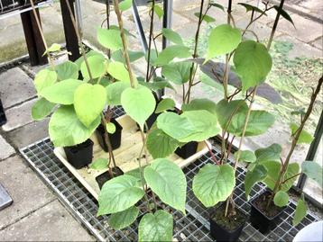 KIWI PLANTEN, zaailing kiwiplanten, plm 1 mtr hoog beschikbaar voor biedingen