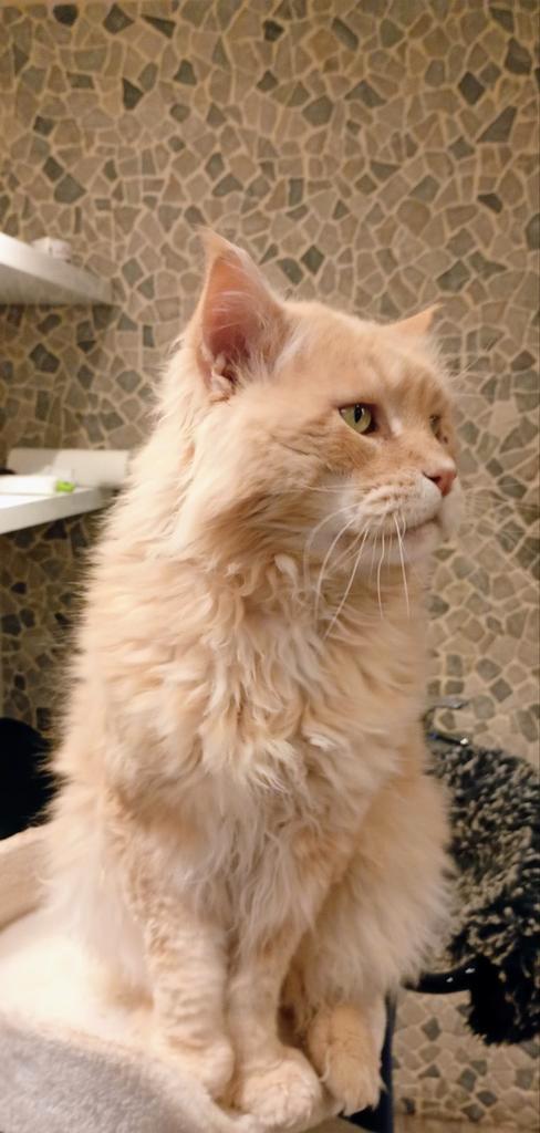 Maine Coon Dekkater, Dieren en Toebehoren, Katten en Kittens | Raskatten | Langhaar, Kater, 6 jaar of ouder, Ingeënt