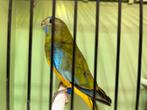 Jongen Turken parkiet, Dieren en Toebehoren, Vogels | Parkieten en Papegaaien, Meerdere dieren, Parkiet, Geringd