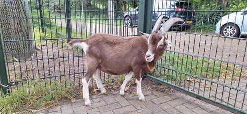 Toggenburger bok CL en CAE vrij, Dieren en Toebehoren, Schapen, Geiten en Varkens, Geit, Mannelijk, 0 tot 2 jaar